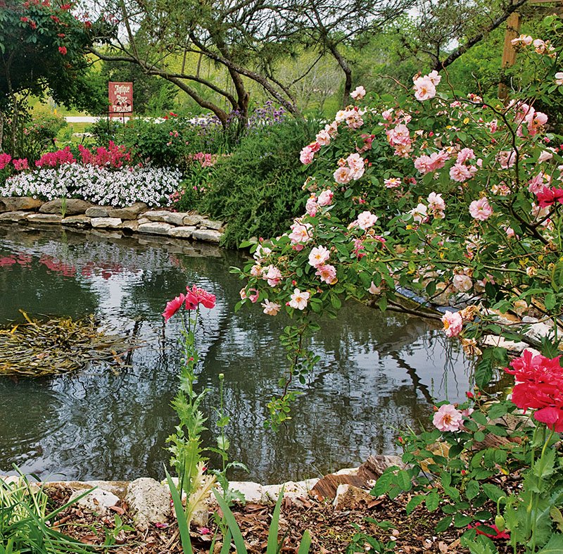 🌹 잉글리시 로즈 가든 (데이비드 오스틴 로지즈) 이미지 8